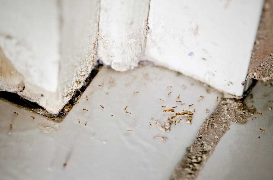 Termites invading a home