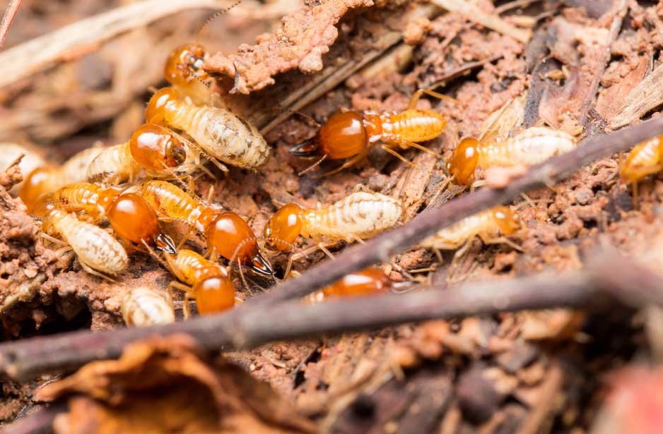 Close up image of termites 